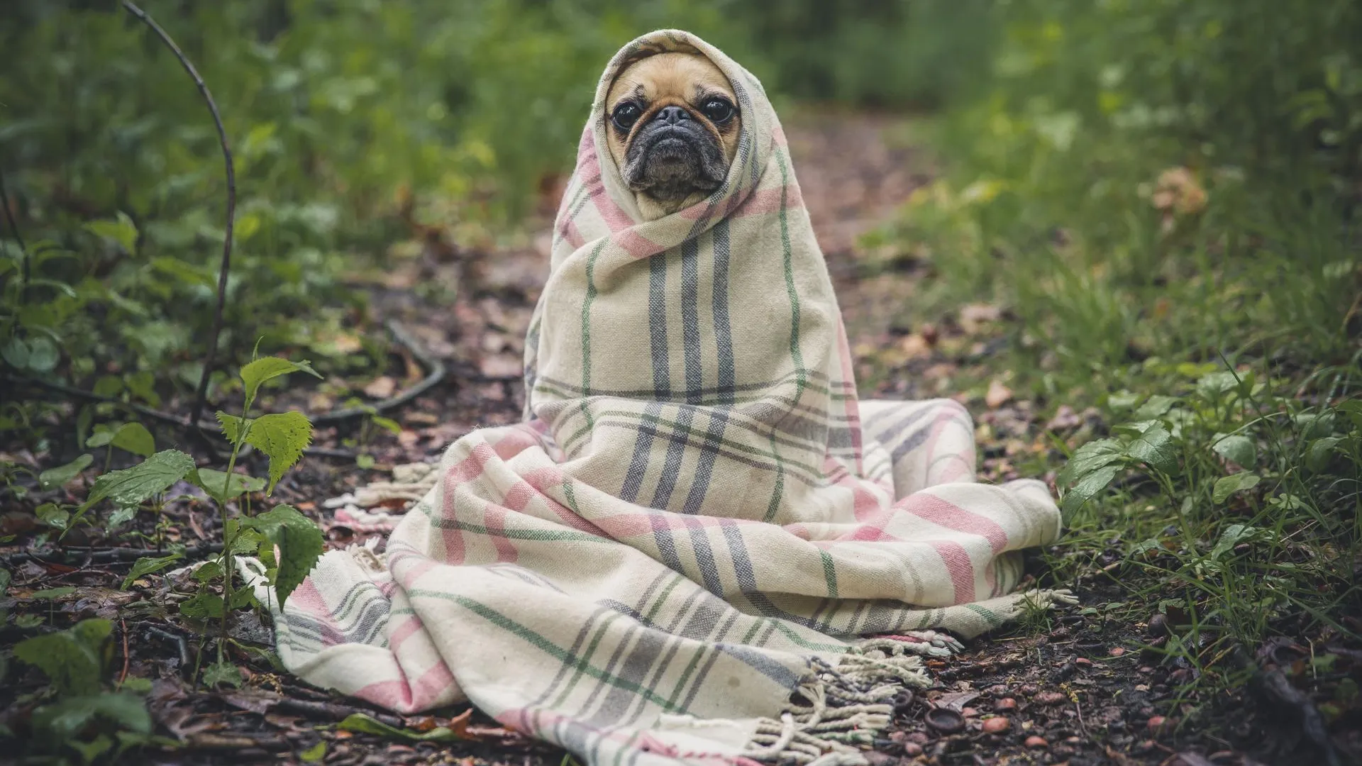 Фото: pxhere.com