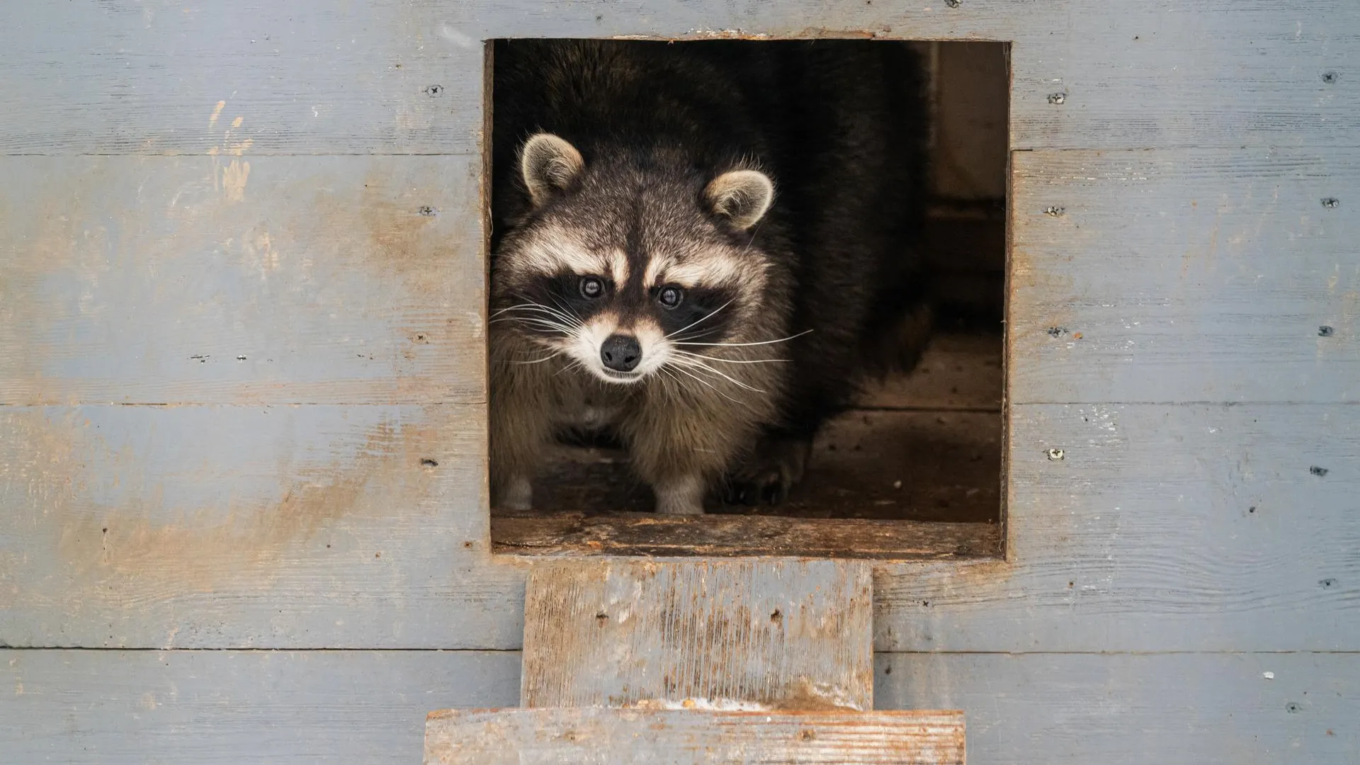 Енот Жулик стал военнослужащим-десантником в зоне спецоперации