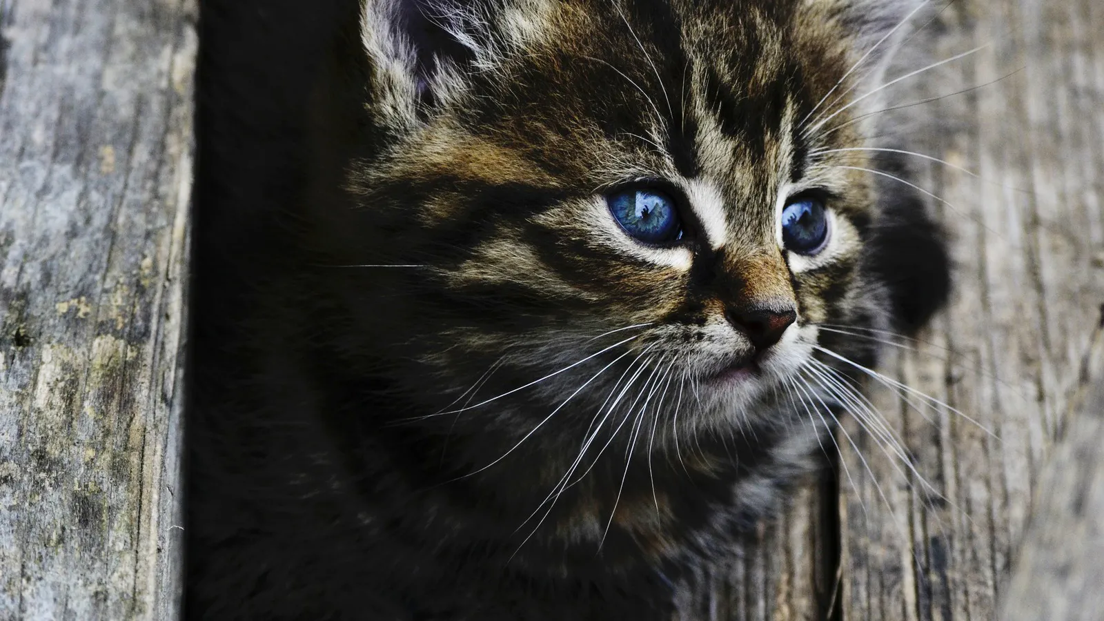 Фото: pxhere.com