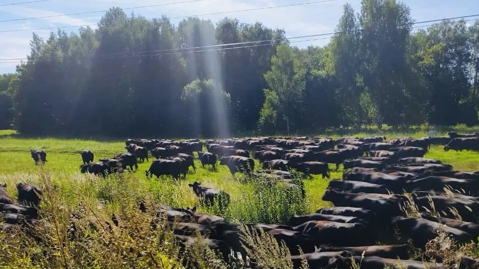 Фото: Министерство сельского хозяйства и продовольствия Московской области