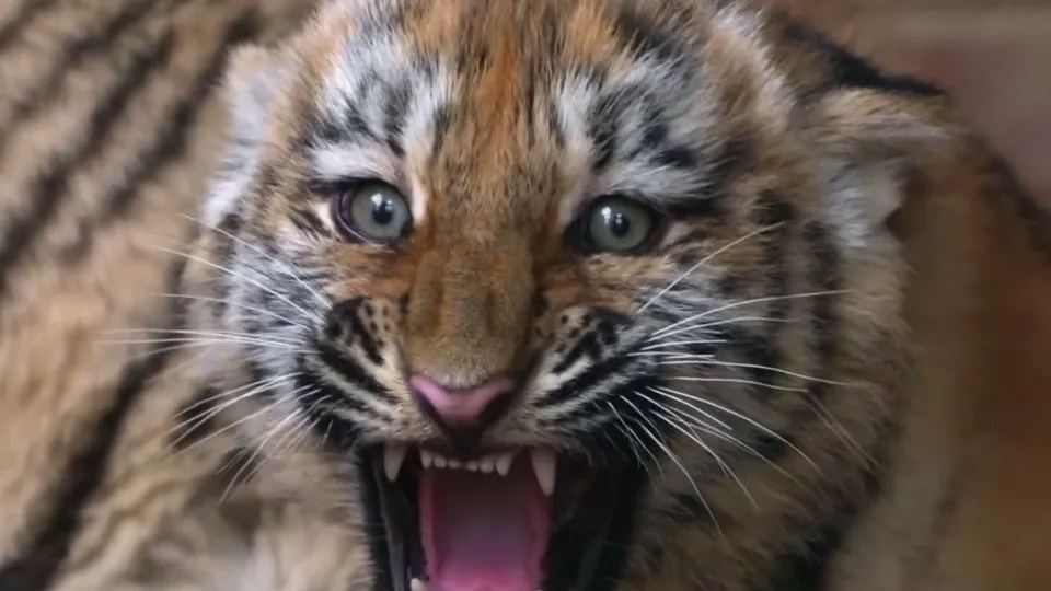 Фото: Центр воспроизводства редких видов животных