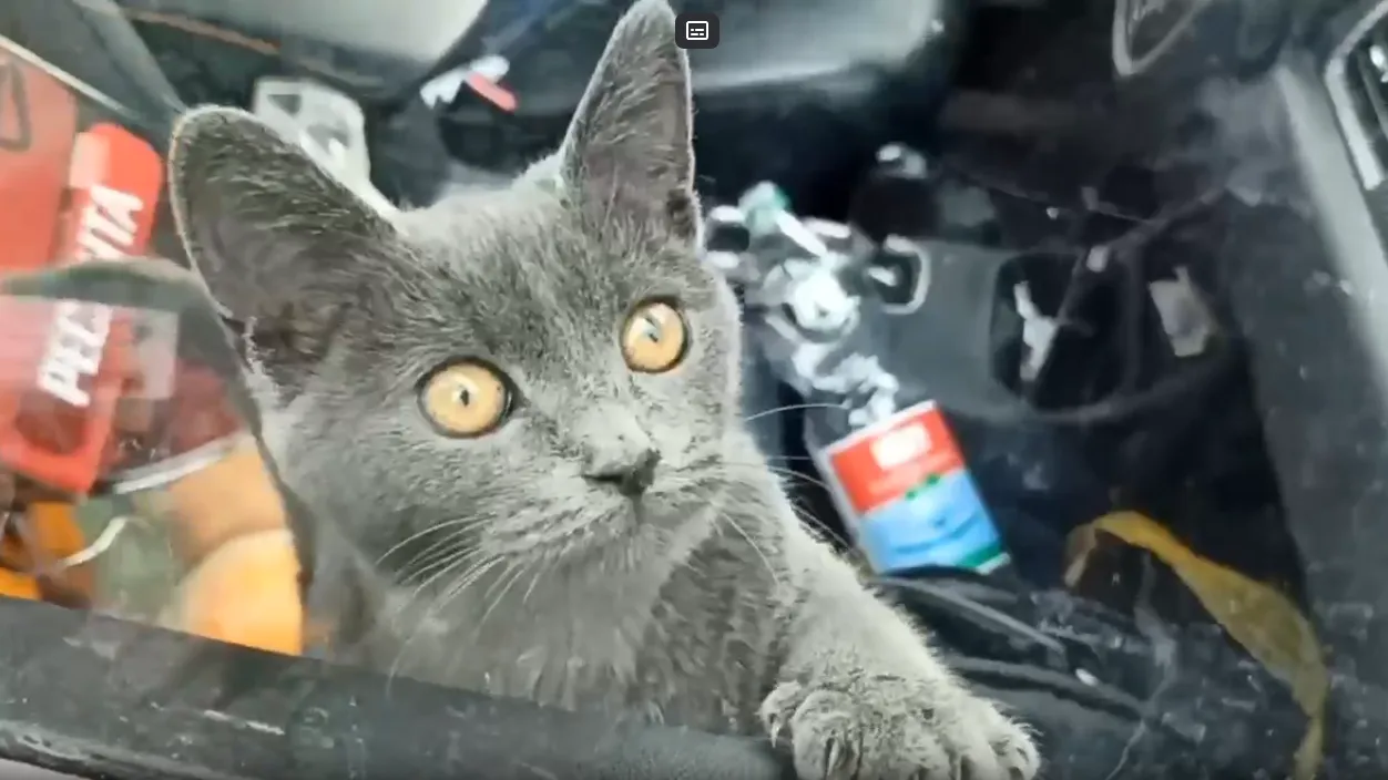 Скриншот из видео