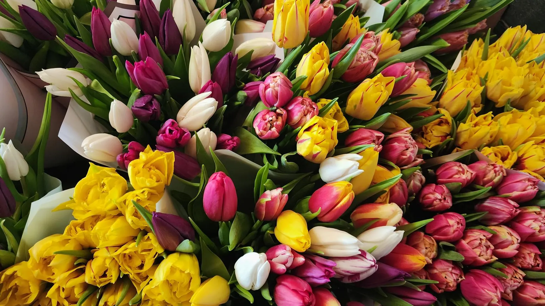 Фото: Хавива Фонина