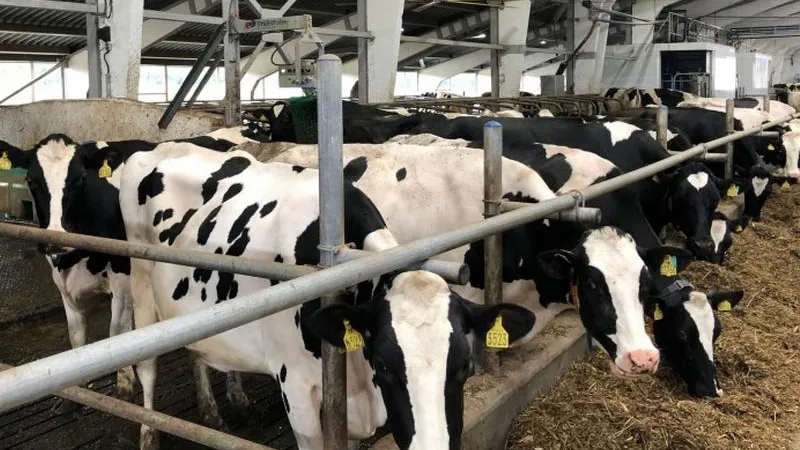 Лучшее сельхозпредприятие и фермерское хозяйство назовут в Подмосковье