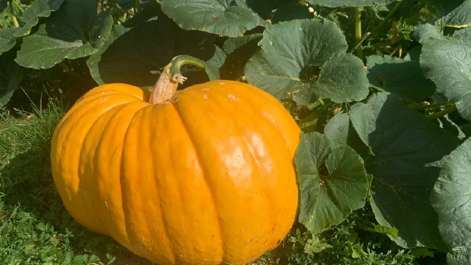 Фото: МедиаБанк Подмосковья/Екатерина Елисеева