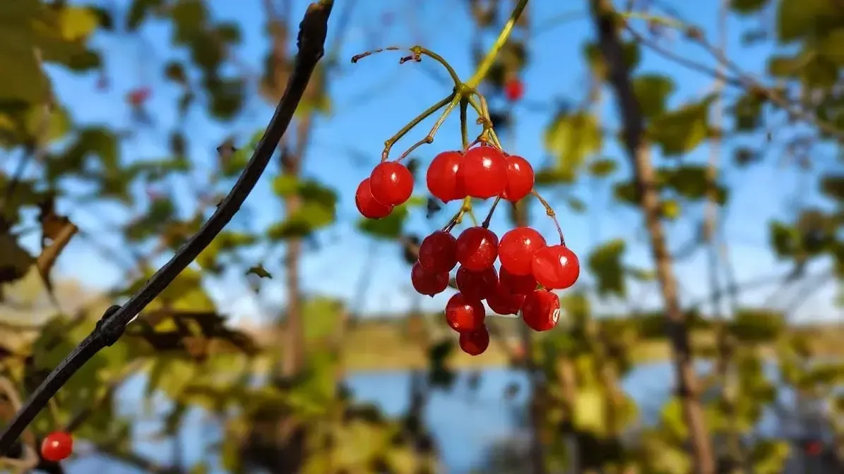 фото: Алексей Селиверстов/Серпуховские вести