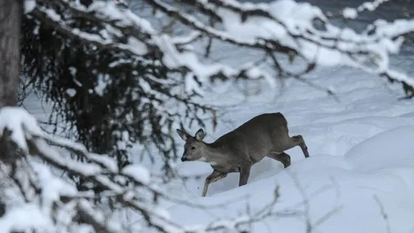Зимний учет охотничьих ресурсов начался в Подмосковье