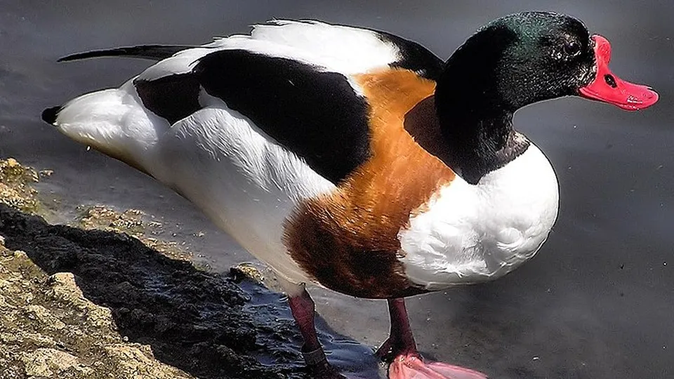 Фото: сommons.wikimedia/Adrian Pingstone