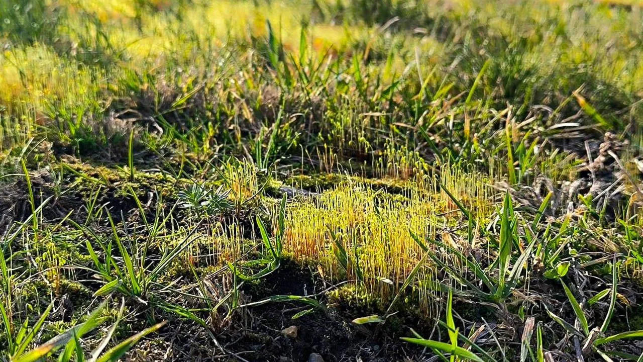 REGIONS/Роман Малышенко