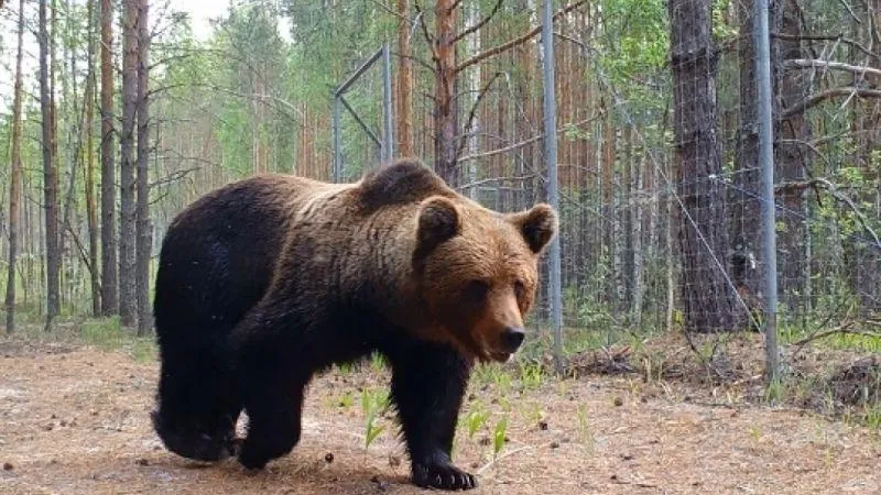Медведь напал на мужчину на Сахалине