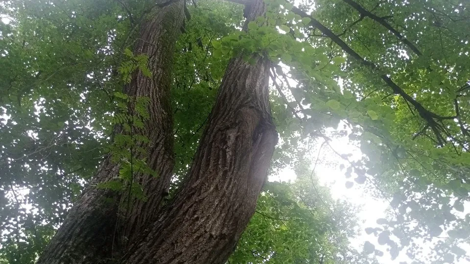 Фото: Усадьба «Фряново»