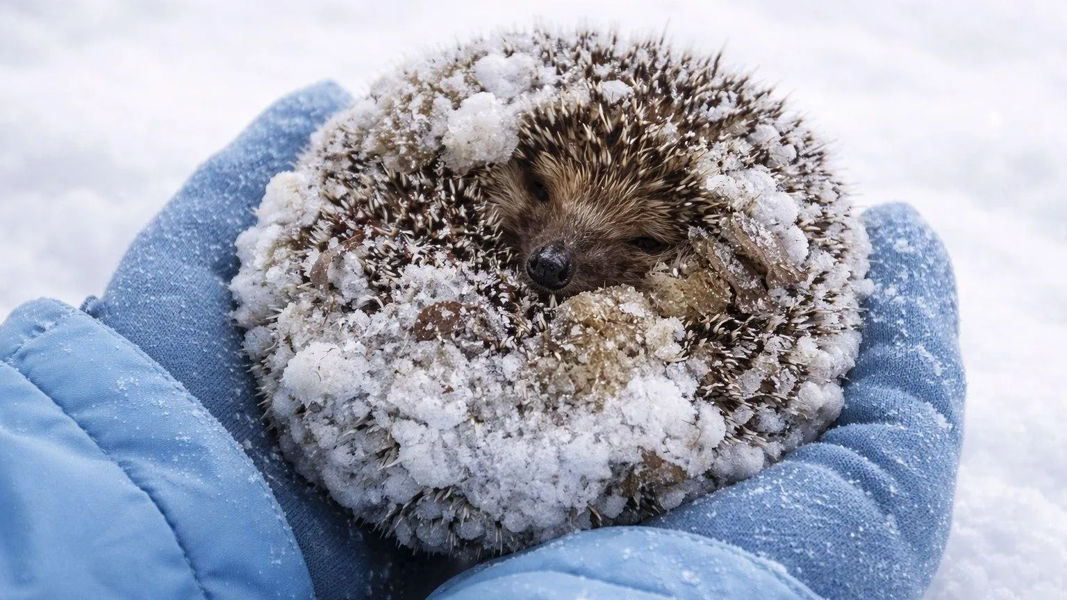 REGIONS/Сгенерировано нейросетью