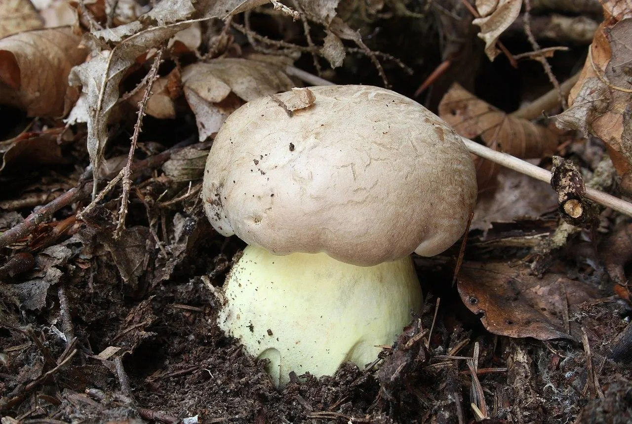 Боровик укореняющийся (Coloboletus radicans)