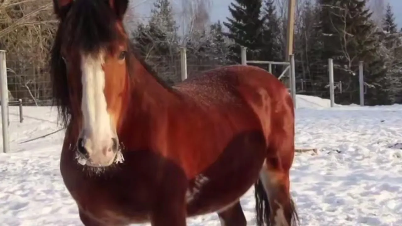 Центр воспроизводства редких видов животных