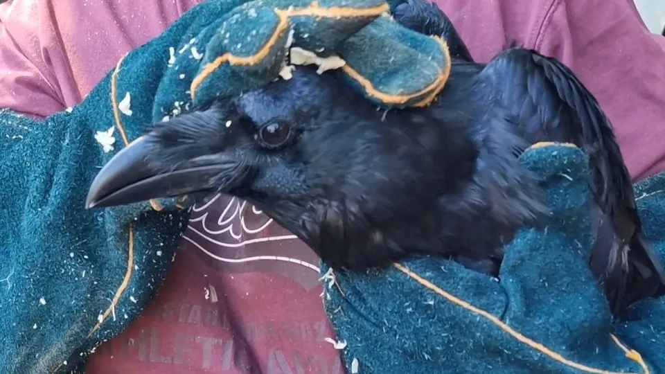 Фото: МедиаБанк Подмосковья/Виктория Фортуна