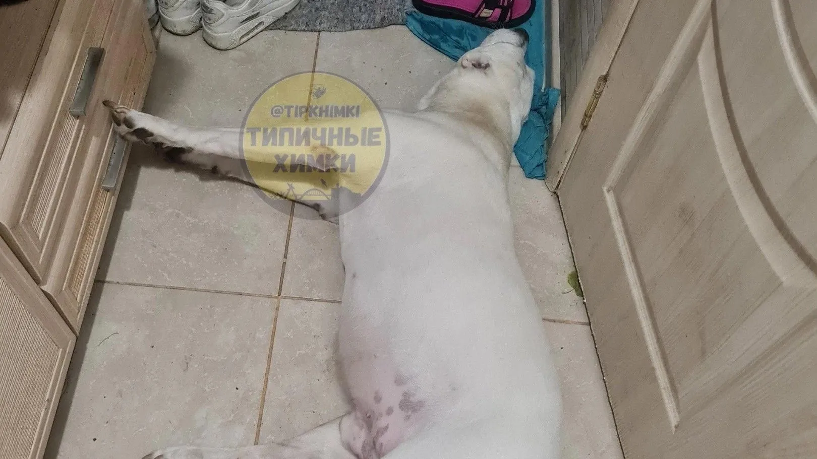 Фото: Telegram-канал «Типичные Химки»