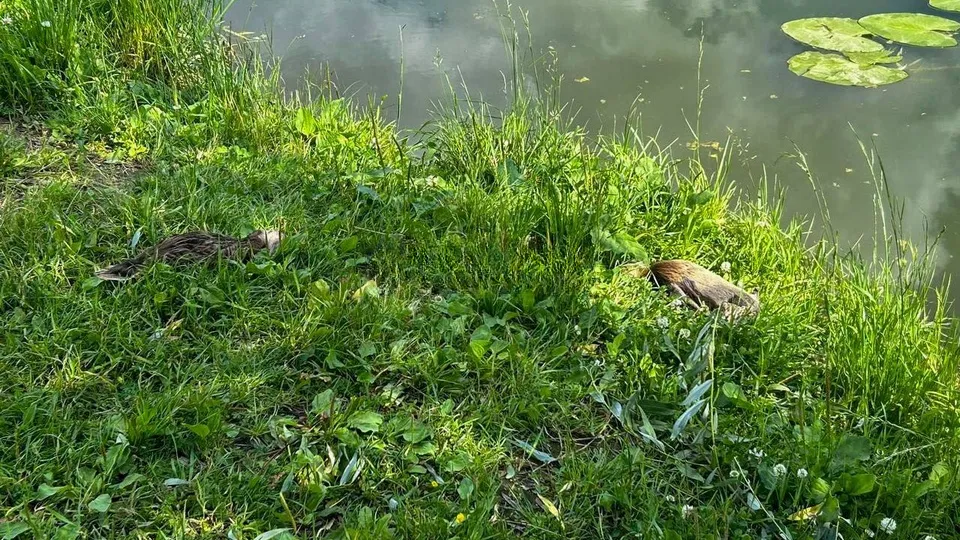 Фото: t.me/odintsovo_info