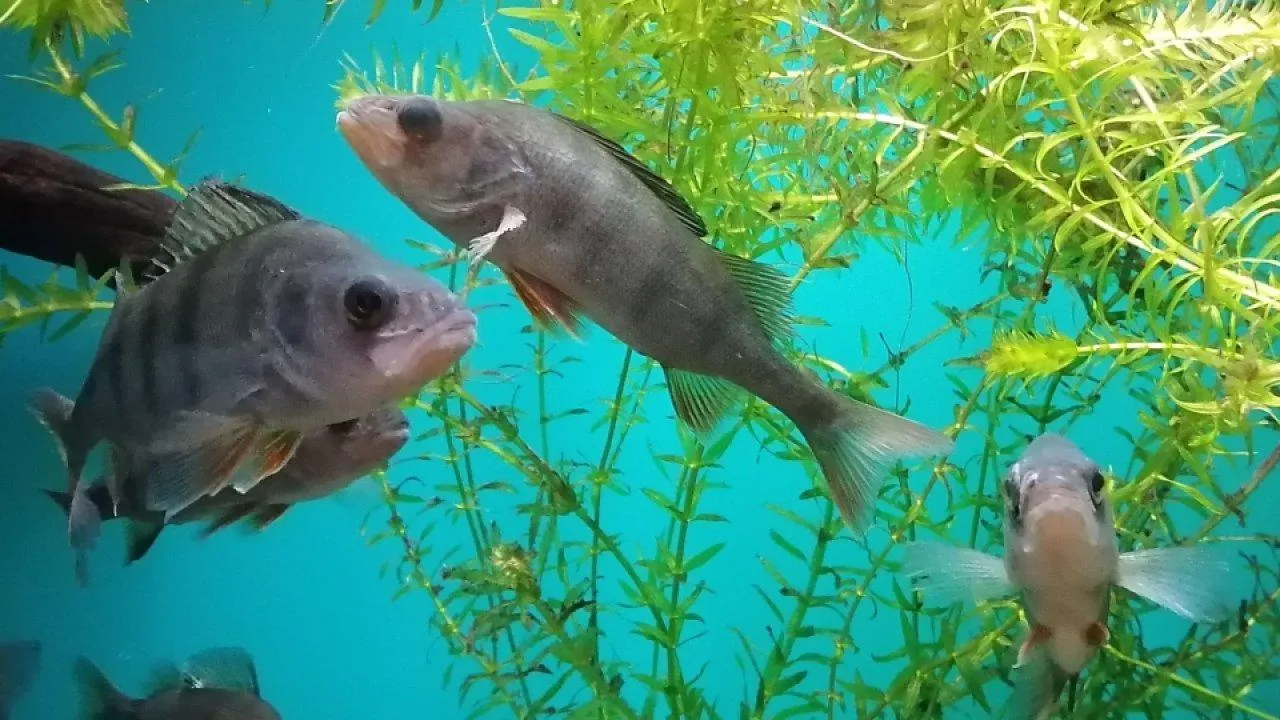 REGIONS/Татьяна Замятина