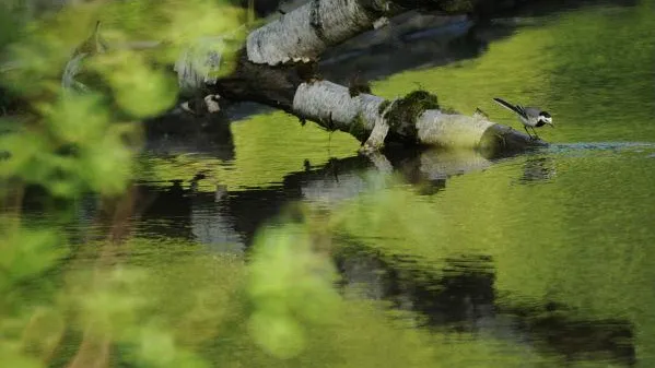 На мертвеца в лесу наткнулись жители Пушкинского района