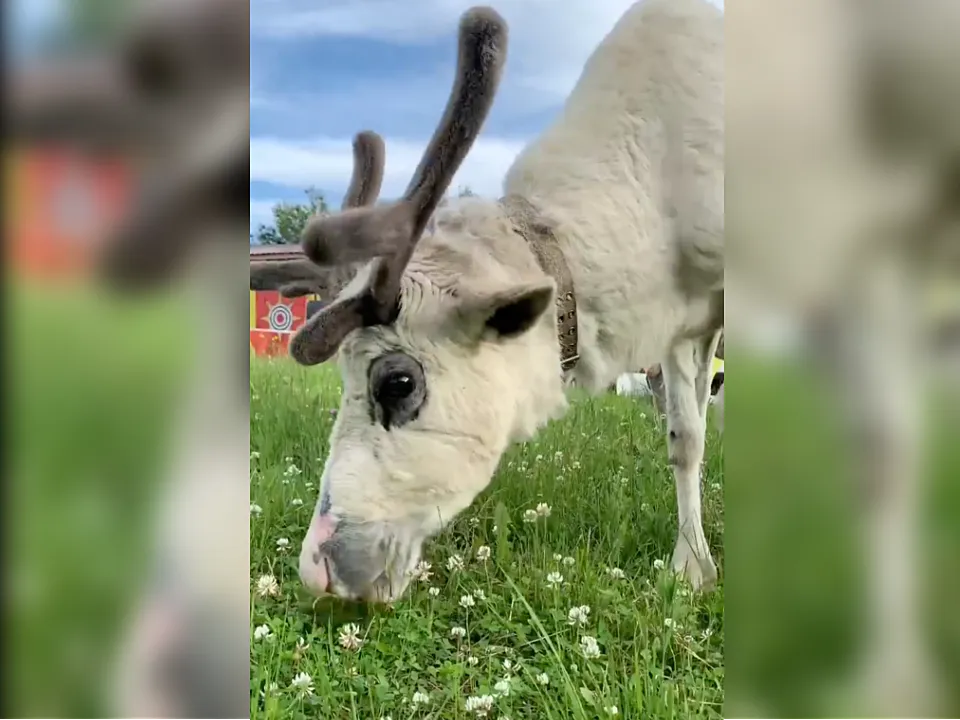 Фото: t.me/dmitrov_detka