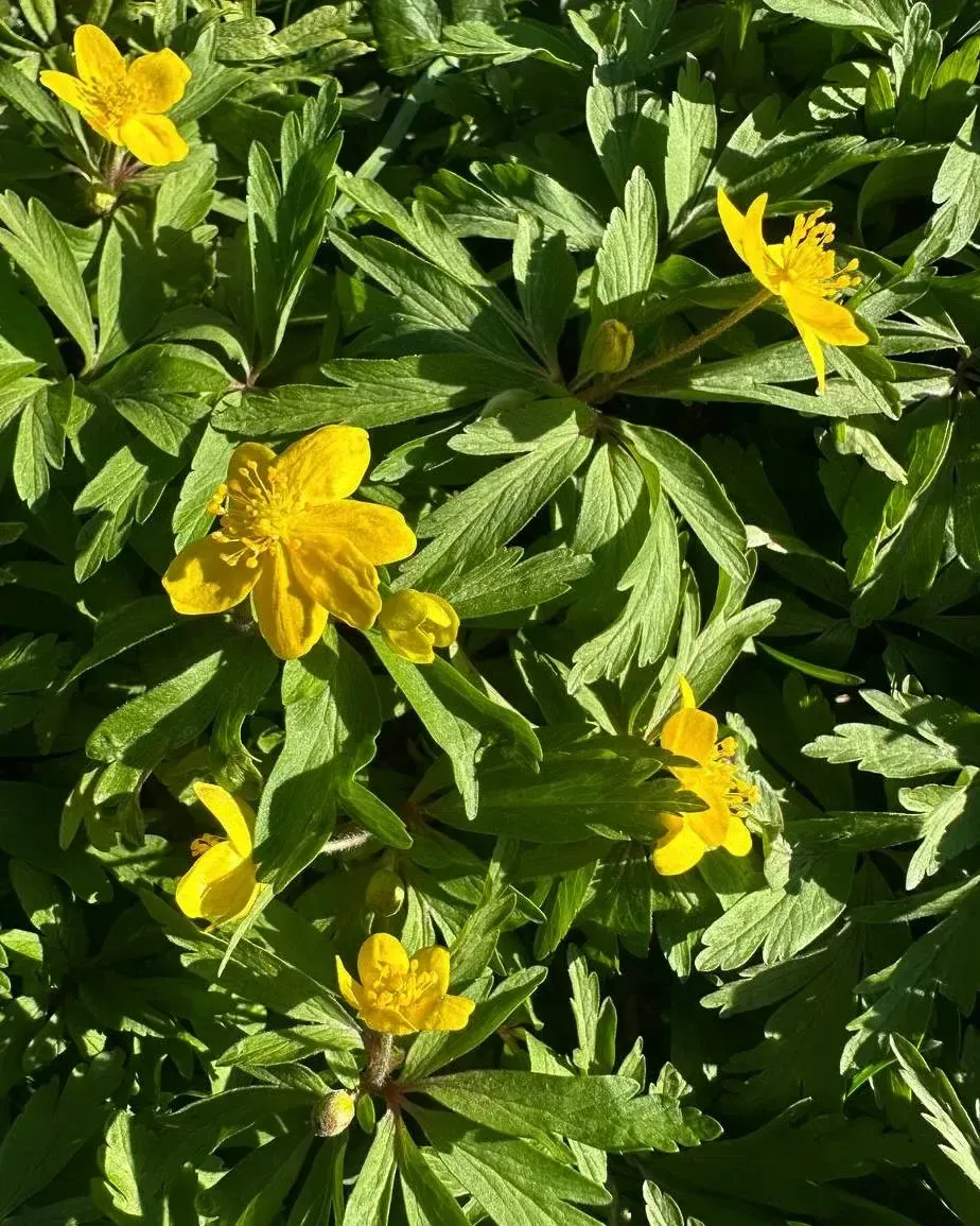 музей-заповедник «Горки Ленинские»