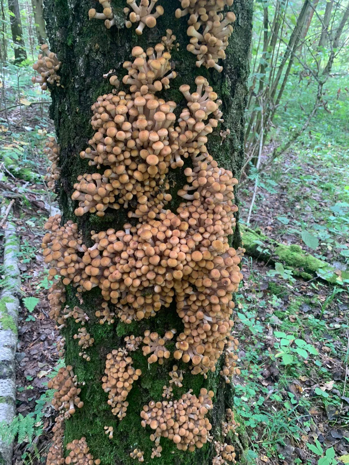 Фото от подписчиков inlosinopetrovsk.ru