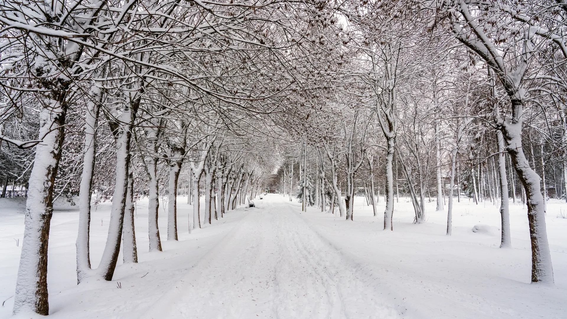 Высоковский городской парк культуры и отдыха «Березовый» в округе Клин зимой