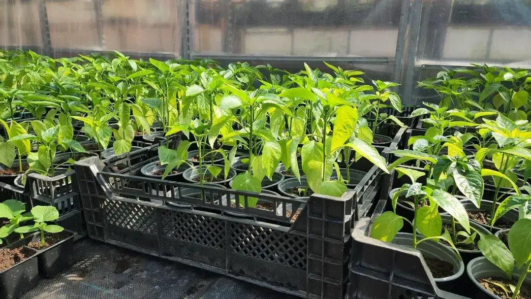 МедиаБанк Подмосковья/Юлия Смагринская