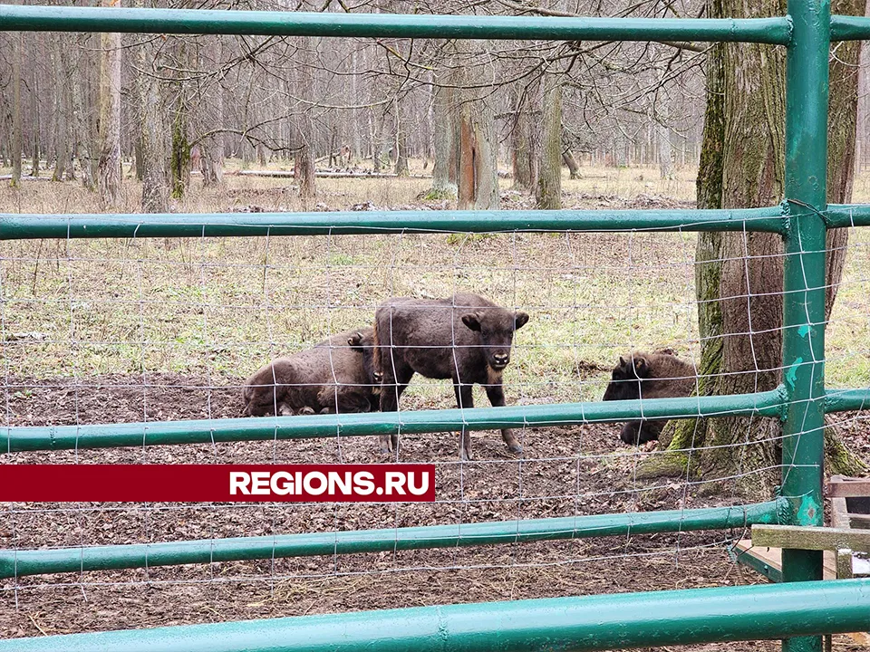 Фото: REGIONS/Александр Степушкин