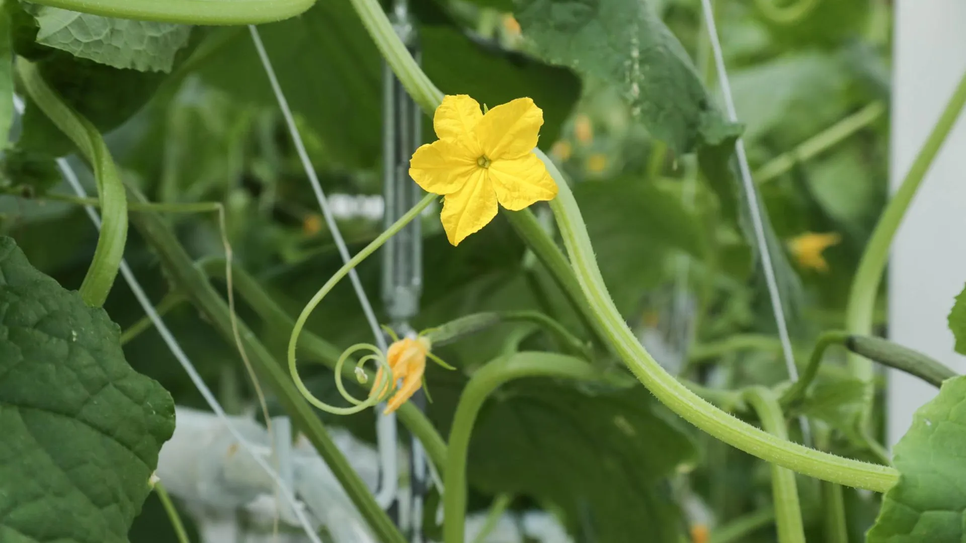 Биолог Краснов перечислил способы правильной подкормки высаженных овощей