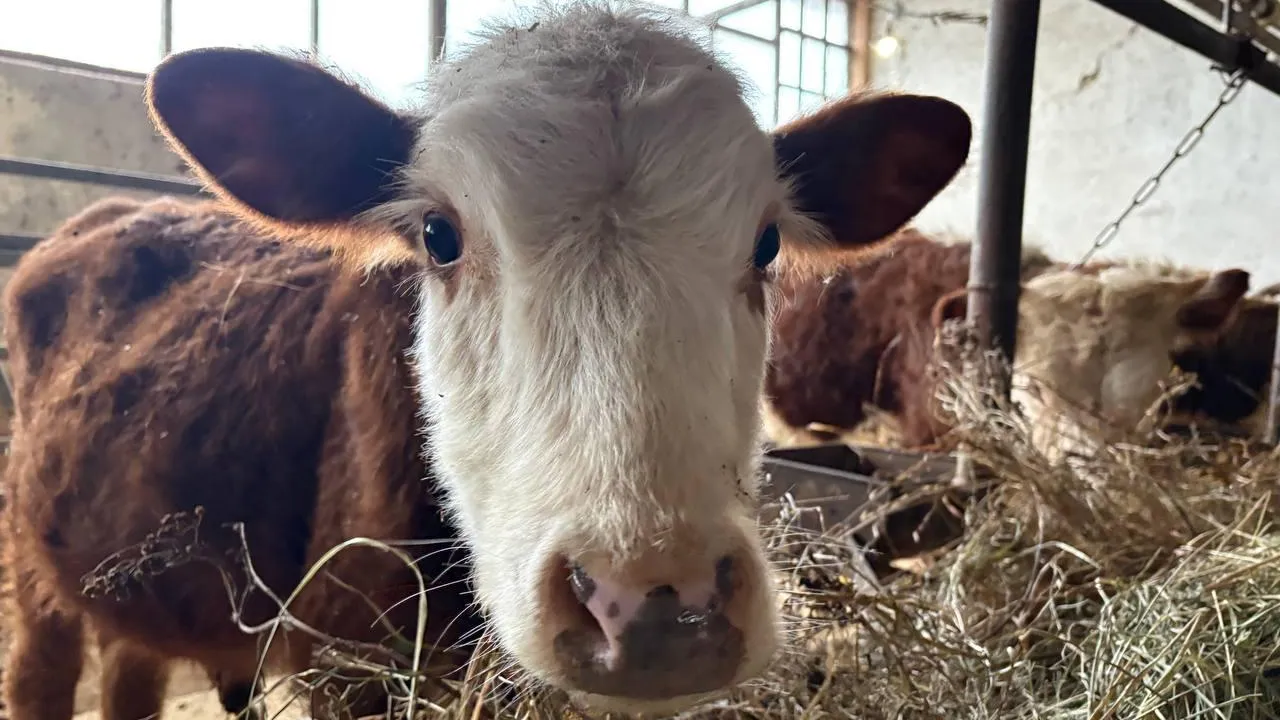 Фото: администрация Рузского муниципального округа