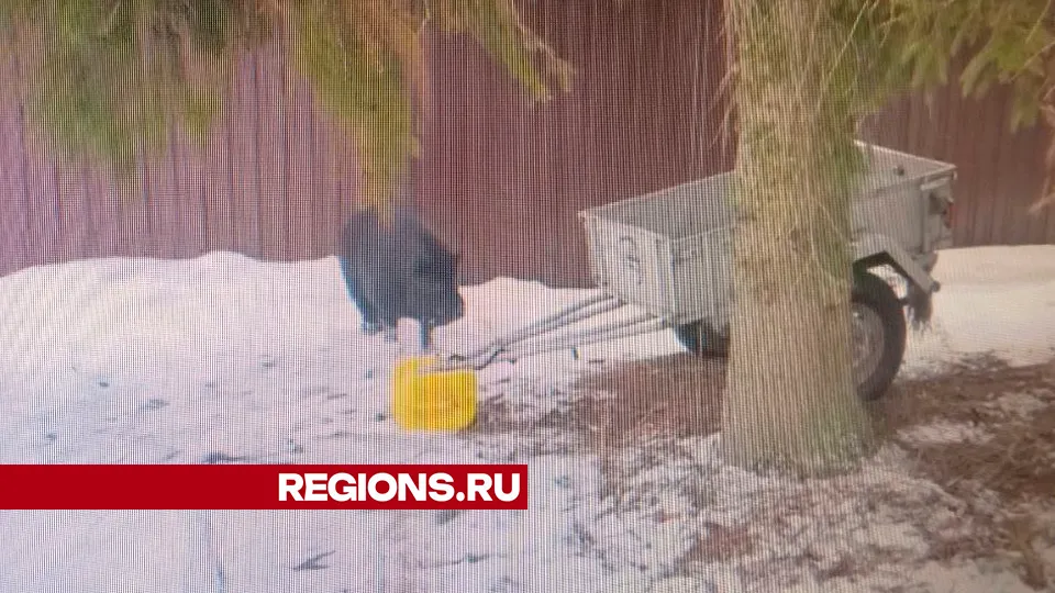 Фото: REGIONS/Василий Тремасов