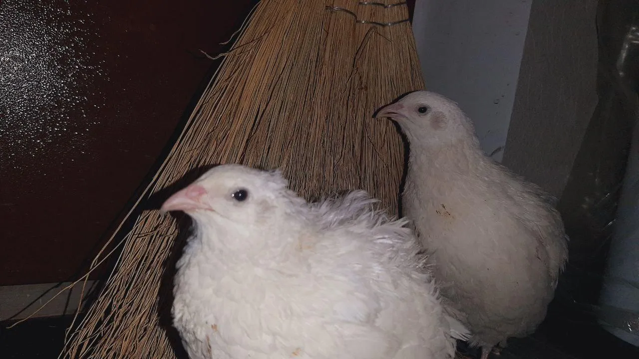 личный архив Алексея Михайлова