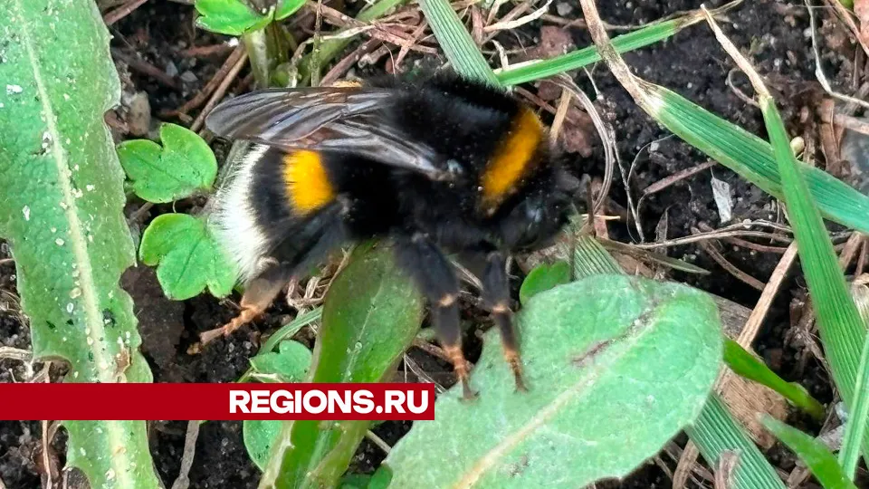 Фото: REGIONS/Алена Мельникова