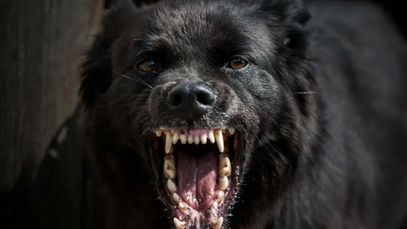 Стая агрессивных бродячих собак атаковала детей и загнала их на крышу в Подмосковье