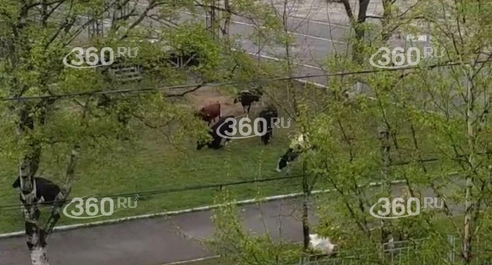 В Приморье стадо коров оккупировало поселок Славянка