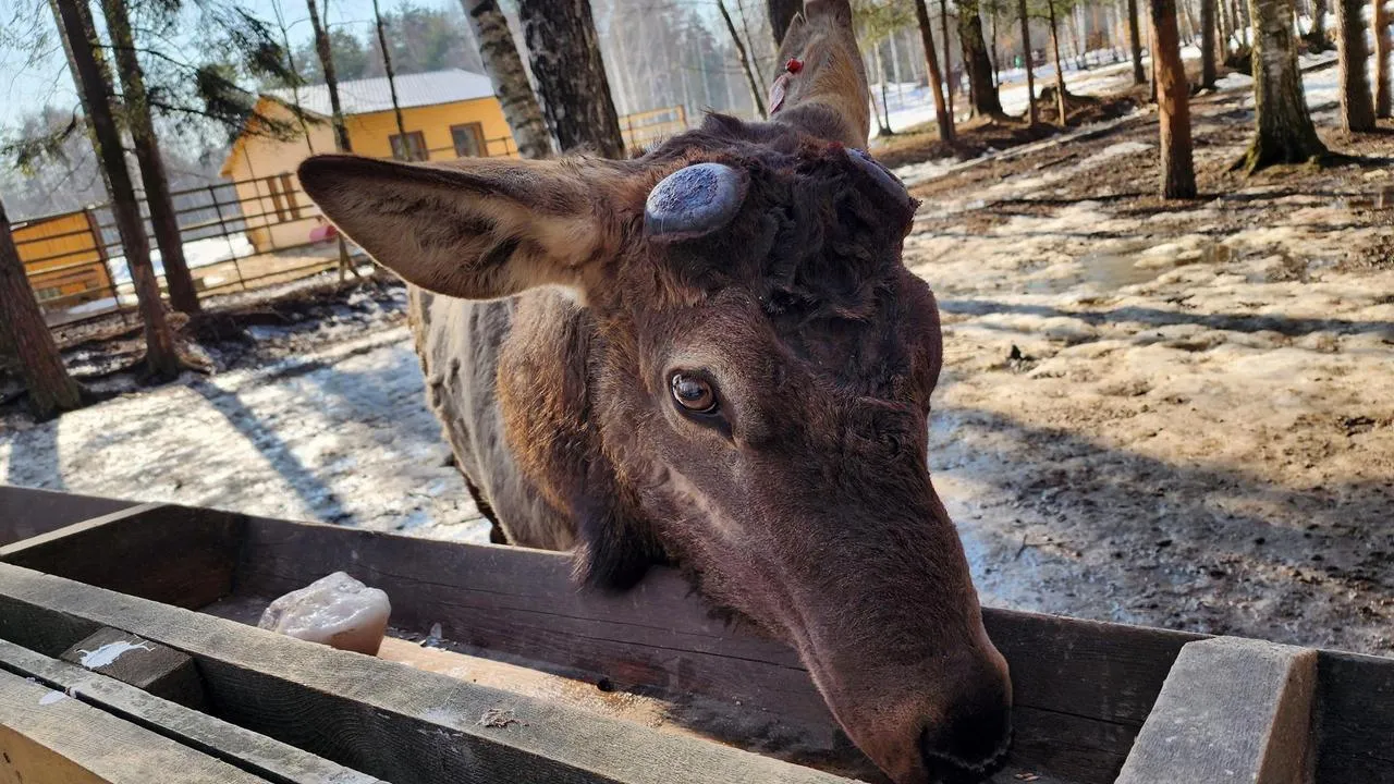 МедиаБанк Подмосковья/Валерия Исаева