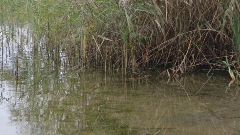 Фото: REGIONS/Василий Тремасов