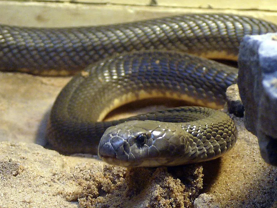 Коллекцию ядовитых змей изъяли у 15-летнего подростка в Подмосковье — наказание понесут родители