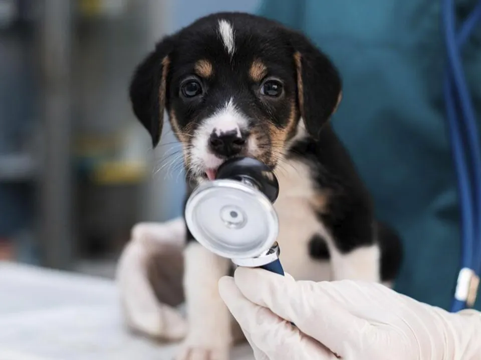 «Дроздов абсолютно прав»: зооволонтер рассказал, кто виноват в нелегкой судьбе животных