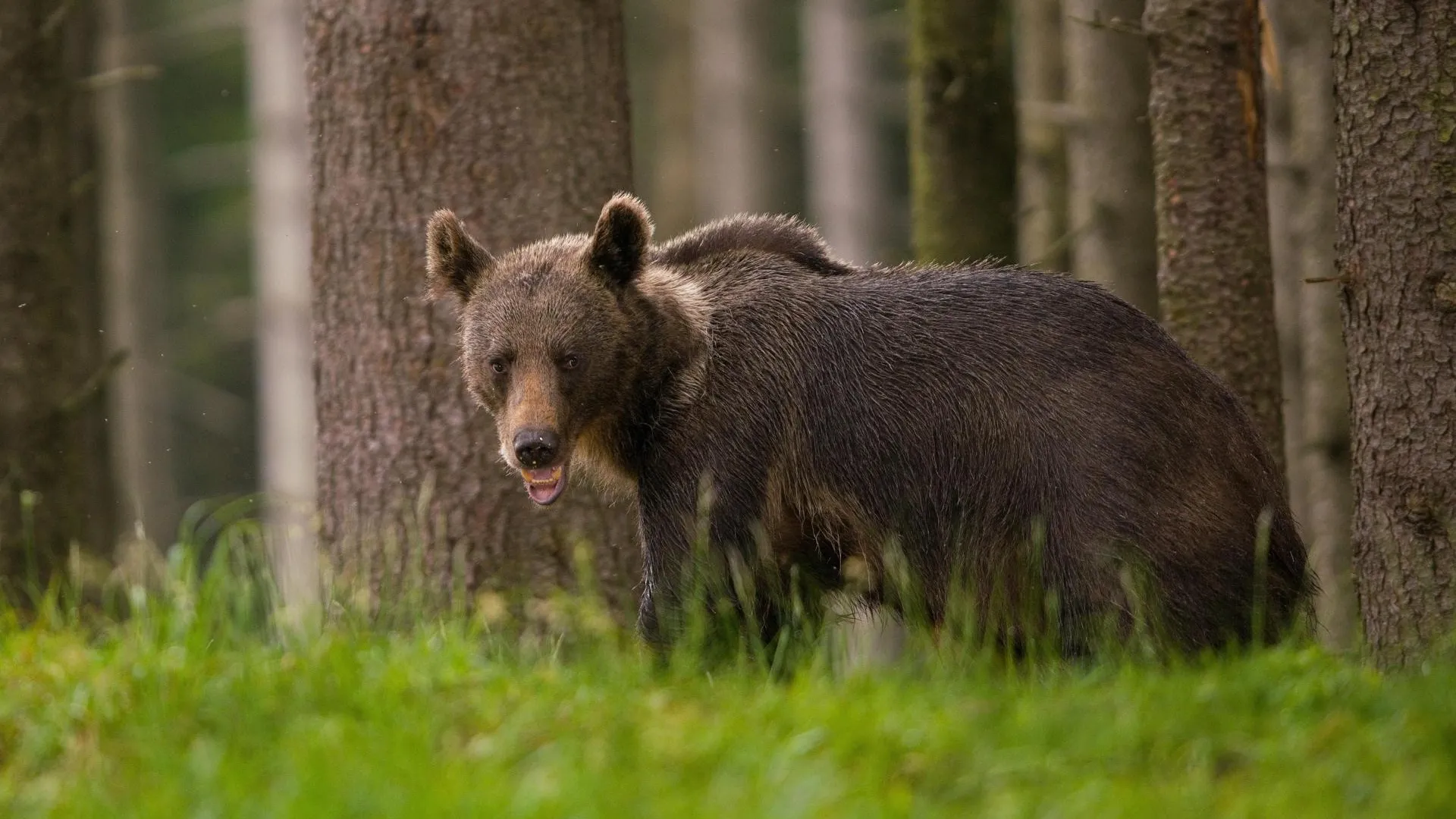 Matthias Delle/http://imagebroker.com/#/search/