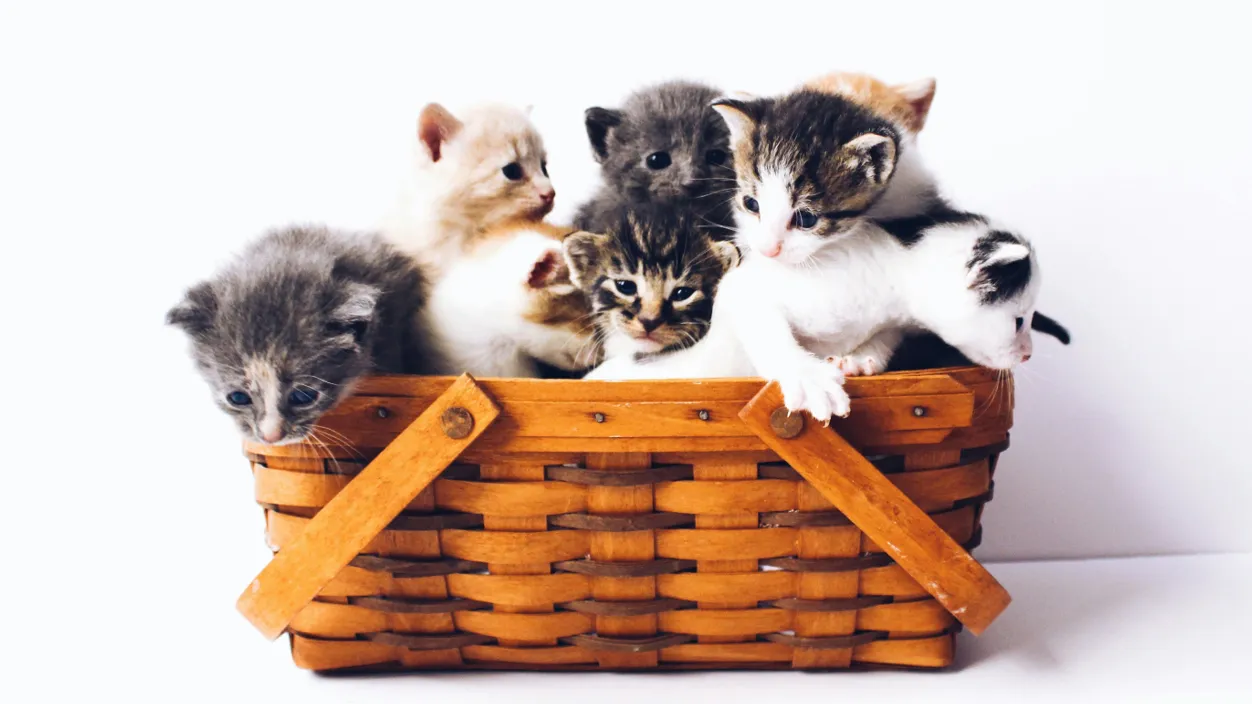 Фото: unsplash.com