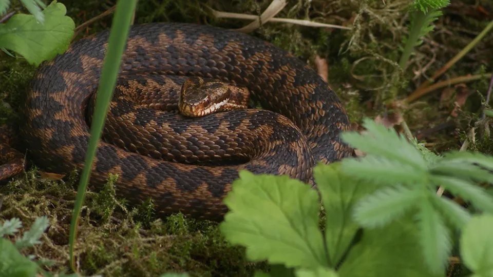 Фото: сommons.wikimedia/NasserHalaweh