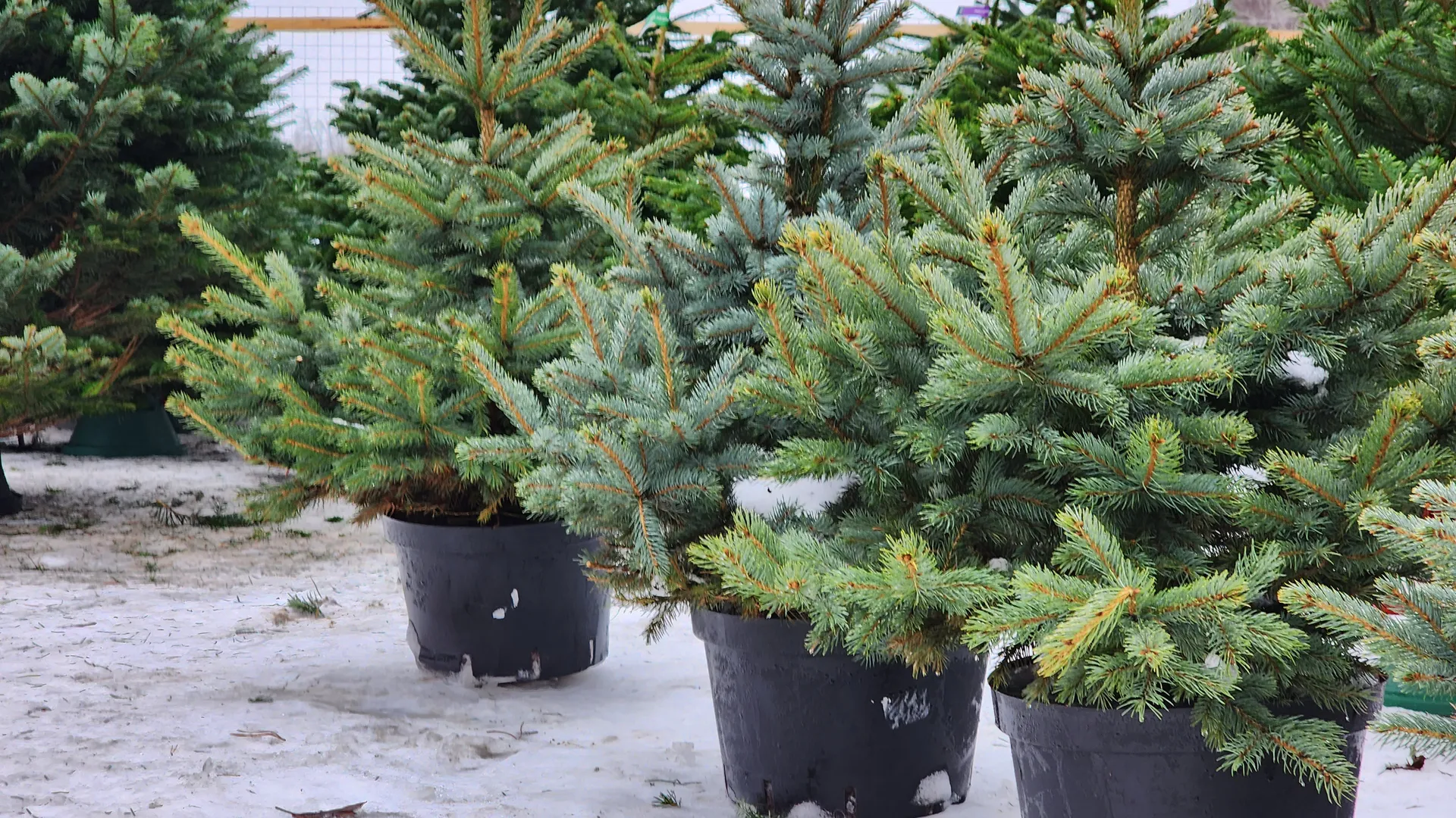 Фото: МедиаБанк Подмосковья/Владимир Киселев