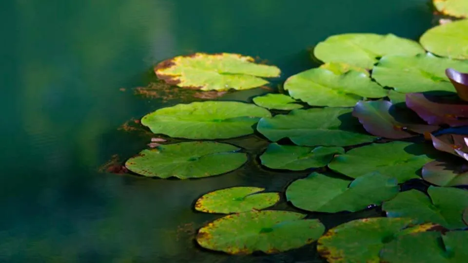 Фото: freepik.com