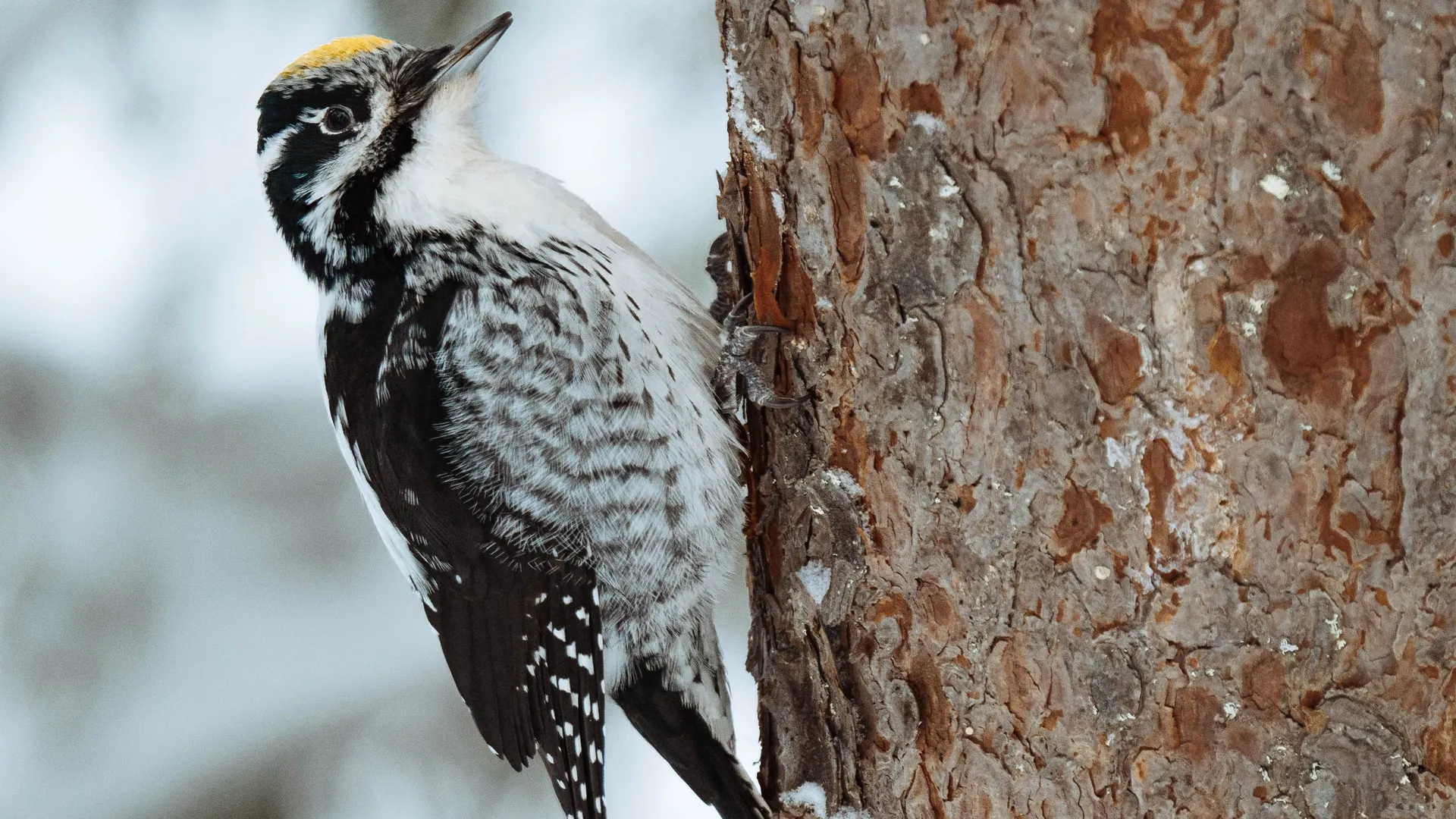 Фото: freepik.com