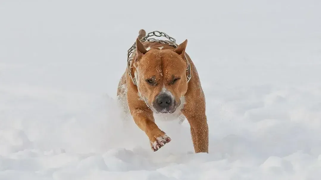 Фото: istockphoto.com/sasapanchenko