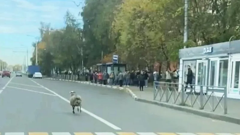 Сбежавшая в Подольске подопытная овца подкинула ученым пищу для размышлений
