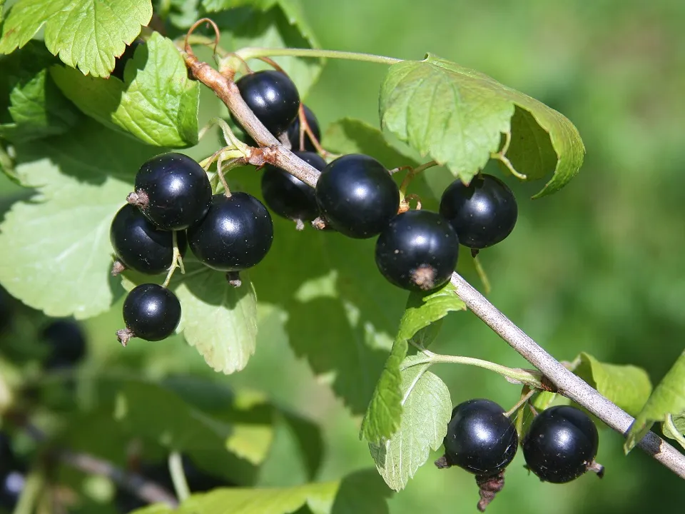 Фото: сommons.wikimedia/Tiraspolsky