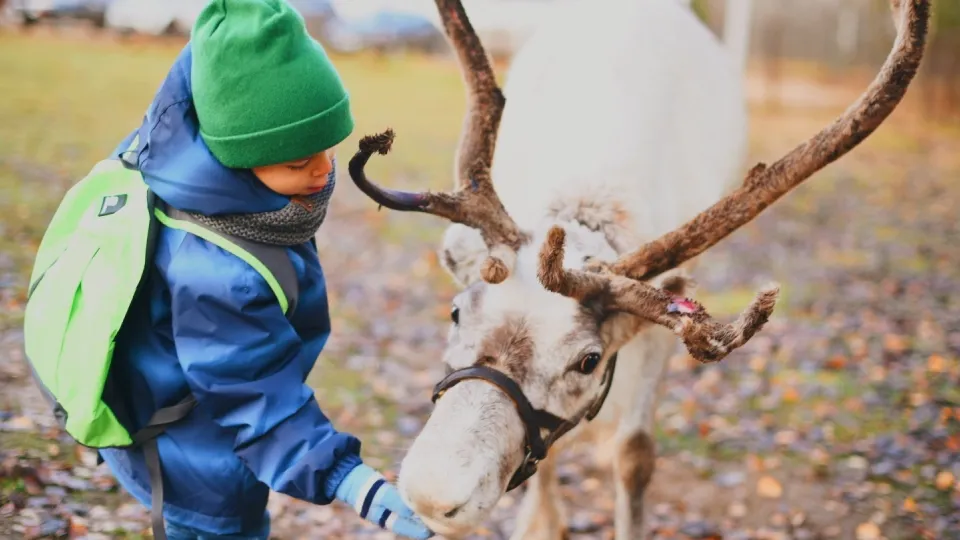 Фото: vk.com/Ферма оленей